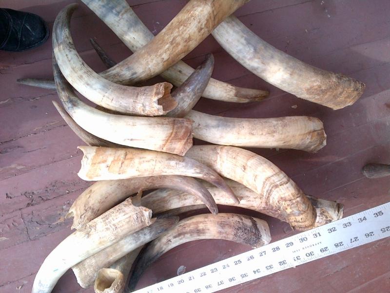 Cow Horns Image
